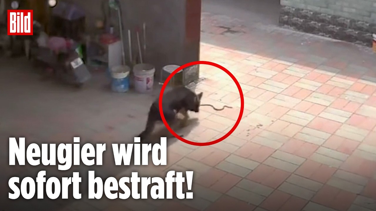 CHINA: Schlange beißt Hund plötzlich in die Nase!