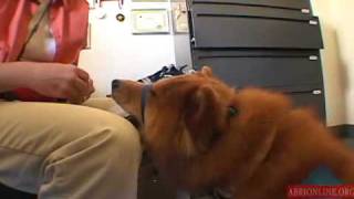 Video: Jean Donaldson gets conditioned response to Gentle Leader