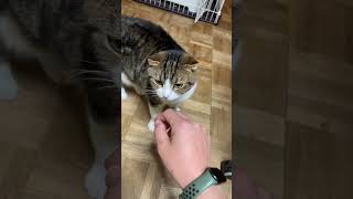 【猫動画】おはよう猫たち #猫動画 #猫かわいい #猫がいる暮らし #猫がいる生活  #ねこ動画 #cats #猫vlog
