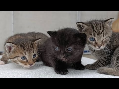 The Wonderful World of Cats