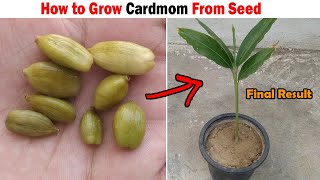 How to grow Cardamom Plant from Seed | GROW CARDAMOM PLANT FROM SEEDS? (WITH RESULT)