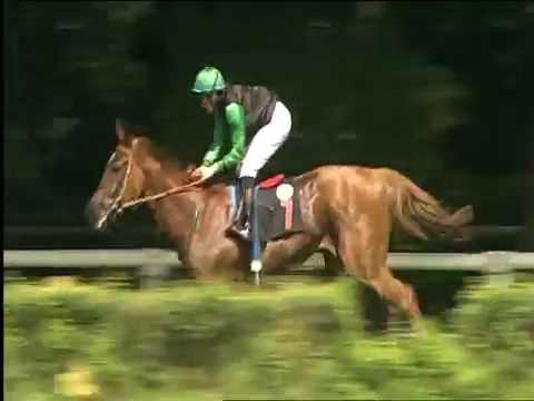 Galopprennbahn Dresden - 18.06.2016 - 7.Rennen