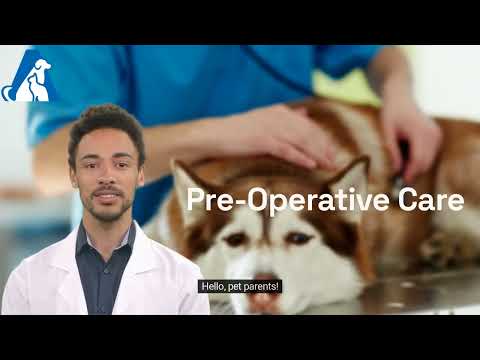 Pre-Surgery Instructions for Pets | What to Do Before Your Pet’s Operation