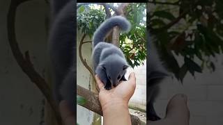 Download lagu hewan langka, ih lucunya nyasar di pohon Lengkeng, #animals #hewanlangka mp3 Download lagu hewan langka, ih lucunya nyasar di pohon Lengkeng, #animals #hewanlangka mp3