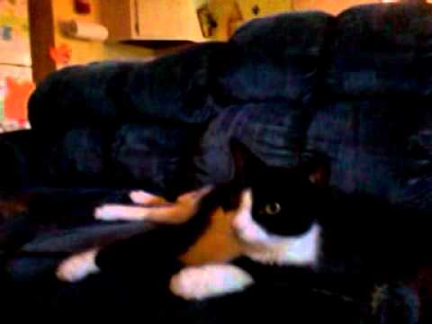 Sylvester catches wat"Big Cat diary" part 2