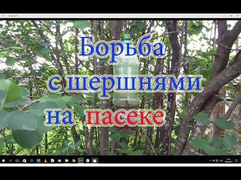 Борьба с шершнями и осами на пасеке с помощью пластиковых бутылок