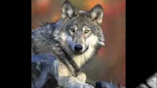 Jacob black -Mitch Hansen Band [with lyrics]