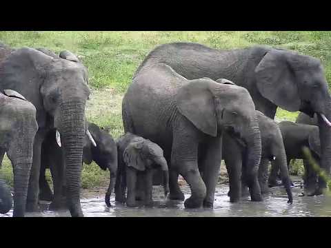 Djuma: Elephant herd with little ones - 15:27 - 12/31/19