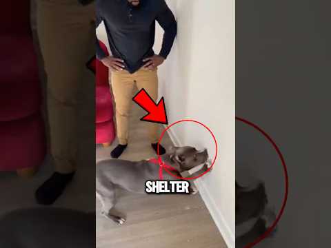 Dog Attacked Wall Nonstop Truth Revealed‼️