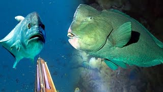 Download lagu BERBURU IKAN BESAR SIANG DAN MALAM DI TENGAH LAUT mp3