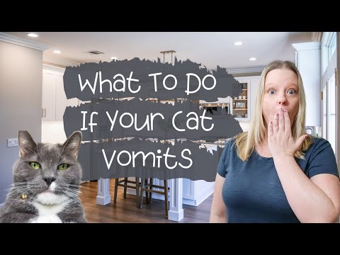 Why Your Cat Throws Up And What To Do When It Does
