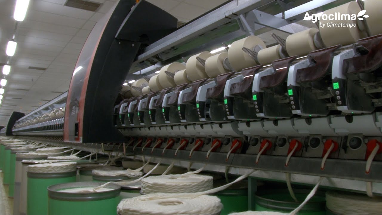 Algodão do MT é referência mundial de qualidade