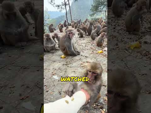 Only the smallest monkey helped