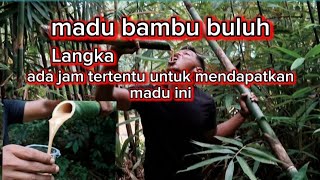 Download lagu Rare bamboo honey, there are certain times to get this honey mp3