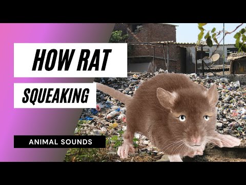 download lagu mp3 mp4 Rat Sound, download lagu Rat Sound gratis, unduh video klip Rat Sound