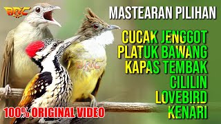 Download lagu MASTERAN MEWAH !! CUCAK JENGGOT - PLATUK BAWANG - KAPAS TEMBAK - CILILIN - LOVEBIRD - KENARI mp3