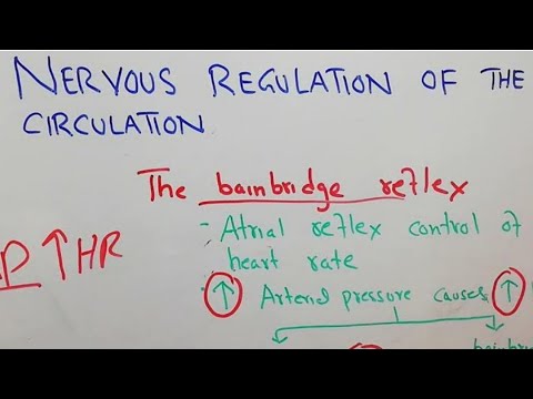 CVS physiology 129. The bainbridge reflex, atrial reflex contol of heart rate