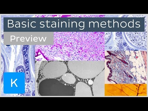 Basic histological staining methods (preview)  - Human Histology | Kenhub