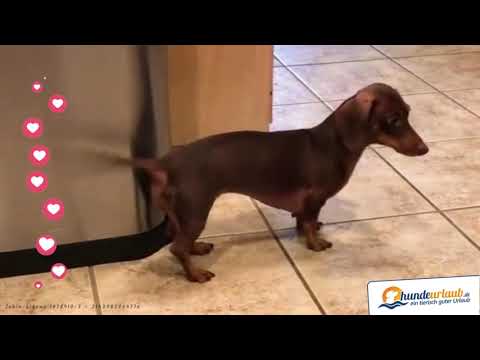 Ton an! 🔈 Country 🤠 Dackel ♥️ 🤣 👍 - Ich wusste schon immer das Dackel musikalisch sind 🤣