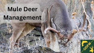 Changes coming to mule deer hunts in 2026