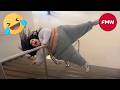 Try Not To Laugh Top 100 Funniest Videos Ever Funny Videos Compilation 2026 110