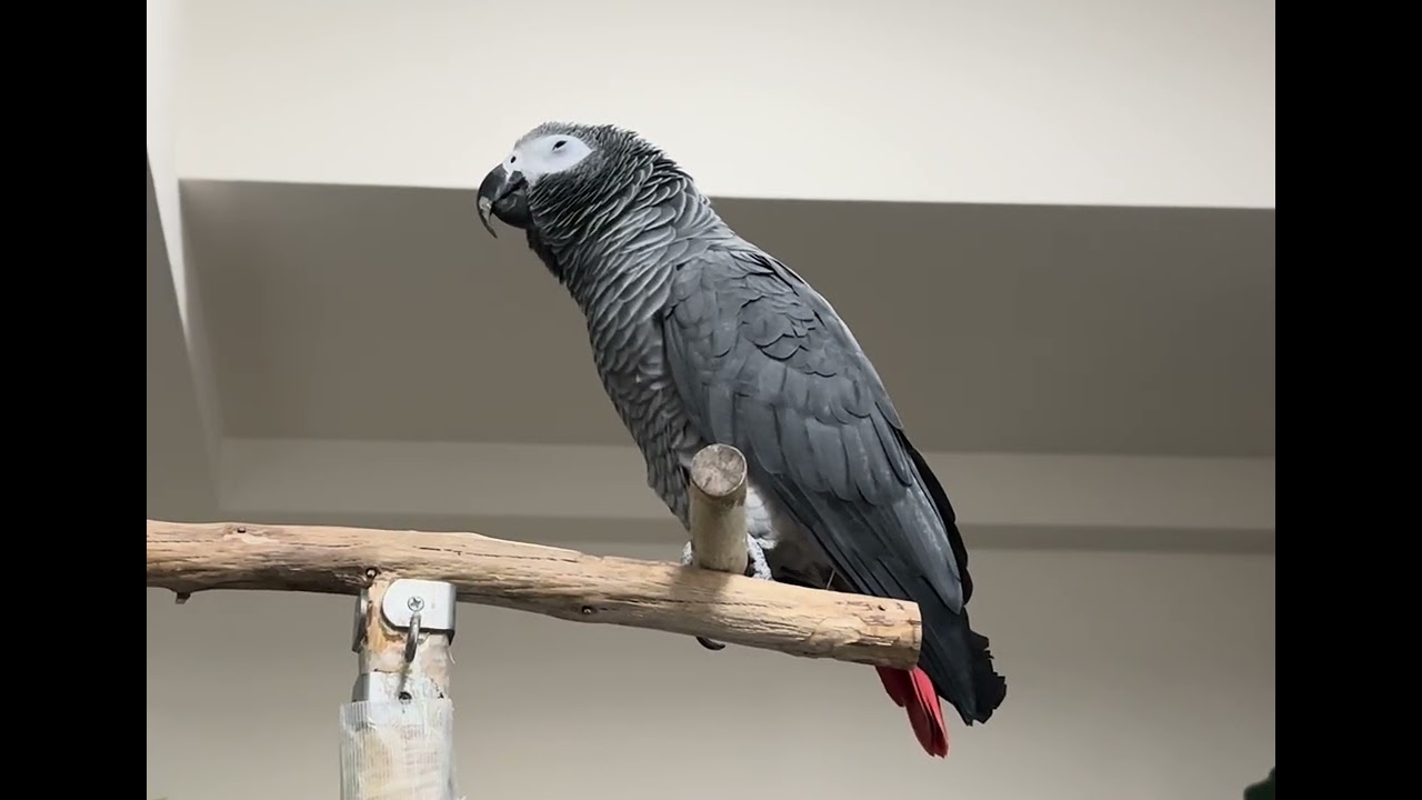 「おしっこ出た？  あ〜寒い あ〜寒い」　最近また寒くなったからか、「寒い」に気持ちがこもっているケイ