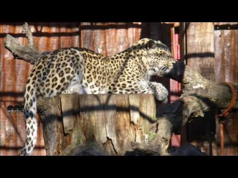 "Catch the cat" by Cherry Laine 1979