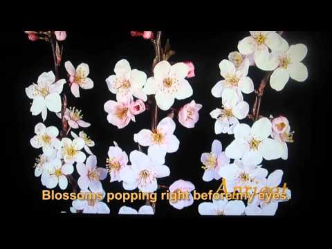 download lagu mp3 mp4 Popcorn Popping Lyrics, download lagu Popcorn Popping Lyrics gratis, unduh video klip Popcorn Popping Lyrics