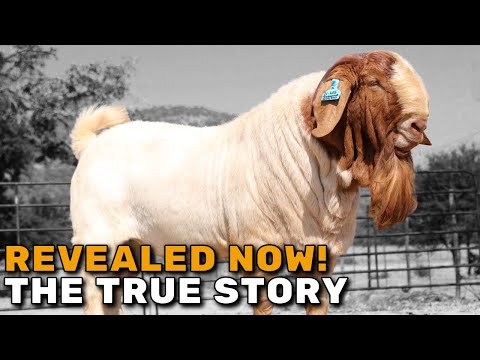 , title : 'BOER GOATS | History of the - South African Boer Goats'