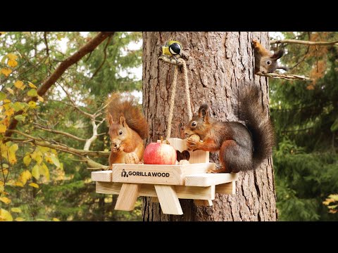 Gorilla Wood Squirrel Feeder 2 - Relax With Squirrels and Birdsong
