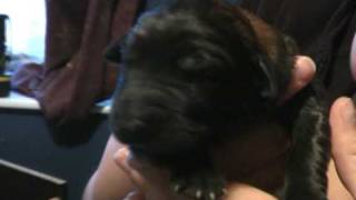 preview picture of video 'Cute Estrela Puppies - newborns!'