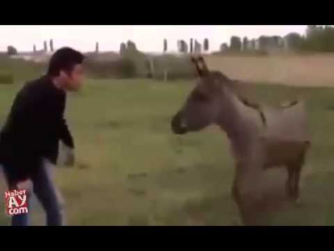 COSTEÑOS ALEGANDO POR CELOS . JUANPA Y MARIA CASQUITO.