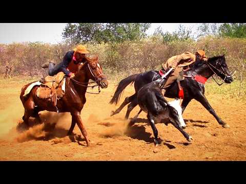 Pega de boi no mato no parque Baixa Fechada #romariofeitosa #pegadeboinomato