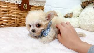 ハーフ犬の動画02