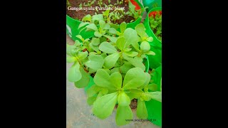 Growing Gangavalli/Purslane/Kulfa from seed at home| SeedBasket
