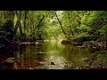FOREST STREAM SOUNDS GENTLE BIRD SONG RELAXING NATURE SOUNDS COLLABORATION WITH GoodMorningBirds