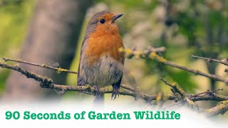 Download lagu 90 second of Garden Wildlife in Cornwall mp3