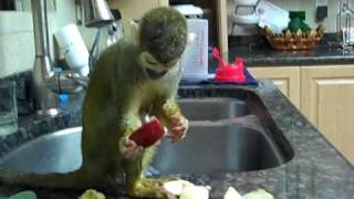 Pet squirrel Monkey Drying herself