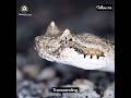 Amazing Snake Encounter Up Close With Nature S Slithering Wonders Snake Wildlife Nature
