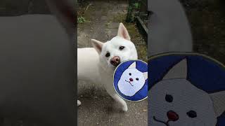 柿丸ワッペン制作1 #柴犬 #shibainu