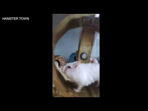 Funny hamsters in wheel videos - Funny animals compilation 2019