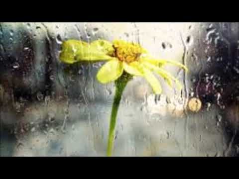 Tara Brach: R.A.I.N - a tool for working with intense and difficult emotions