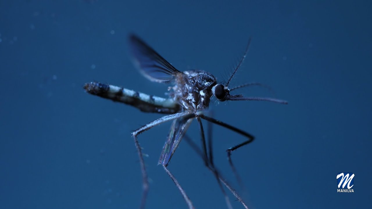 “Virus del Nilo”