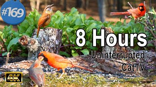 TV for Cats 😻 8 Hours of Birds 🐦  Squirrels 🐿Feeder Uninterrupted CatTV