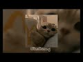 Indila Ainsi Bas La Vida Speed Up Ginabunny