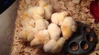 preview picture of video 'Day-old chicks from the Sand Hills Preschool'