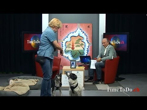 TimeToDo.ch 19.06.2014, Der Hund ist nur so gut wie seine Erziehung