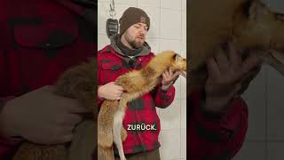 Wie geht Fuchsabbalgen?! 🦊 mit ⁨@wildhuntblackforest4494⁩