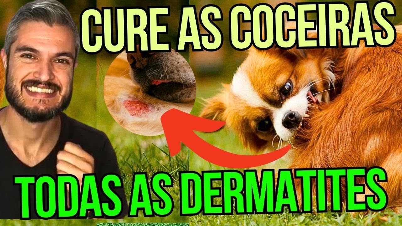 COMO TRATAR TODAS AS FERIDAS DE PELE E COCEIRAS DO CACHORRO COM DERMATITE EM CASA