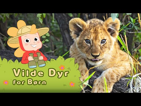 Vilde Dyr for Børn | lær om vilde dyr fra Afrika sammen med Nanna Ninja